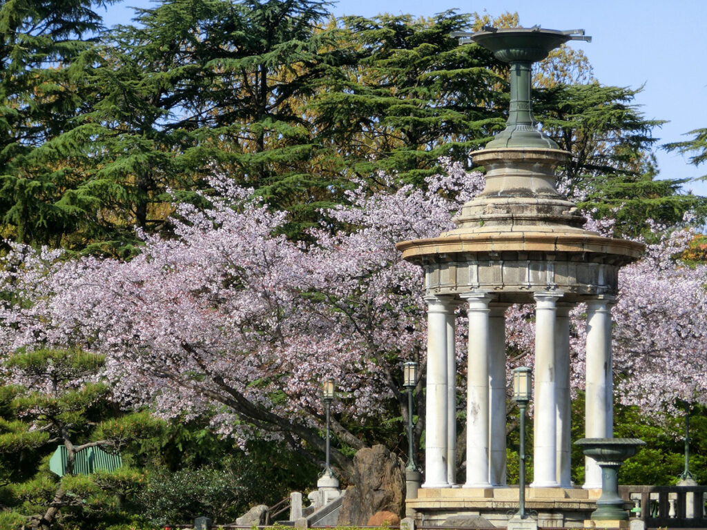 鶴舞公園　桜