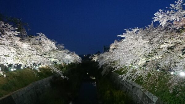 山崎川四季の道　桜